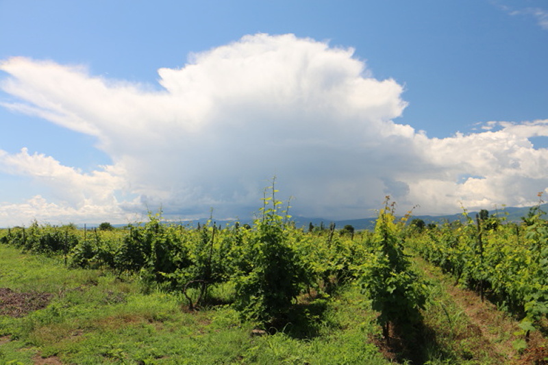 Para hacer en Kakheti: Visitar los vinyedos de la region.